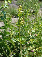 penstemon spectabilis
